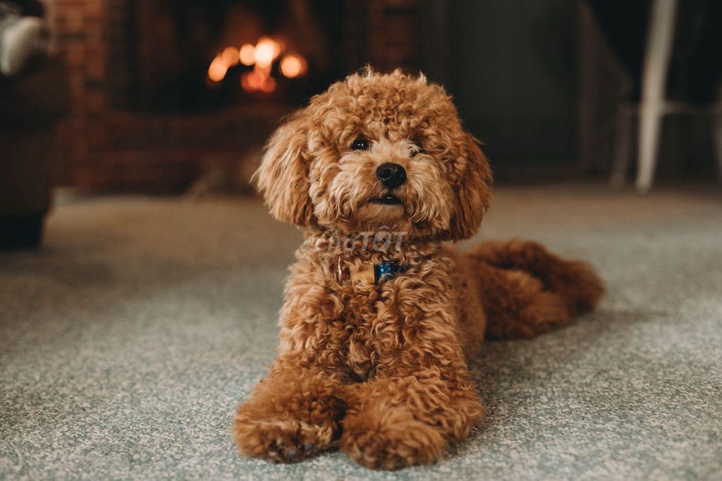 Poodle Đực Đã tiêm 1 mũi , mới cạo lông