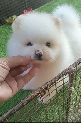 Chó Phốc Sóc thuần chủng tìm nhà mới. Mua bán Chó tại Huyện Giồng Trôm Bến Tre được đăng bởi Thi