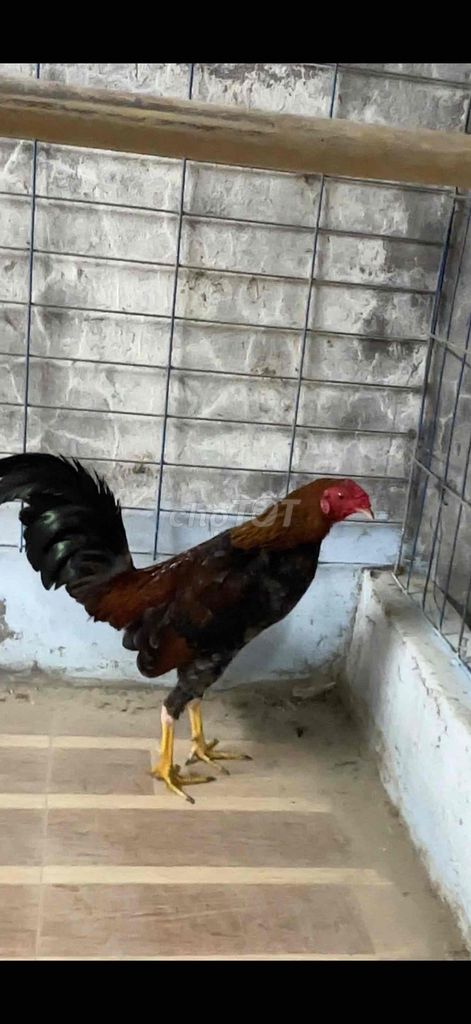 Gà chọi Cuban 1k3. Mua bán Gà tại Huyện Tân Thạnh Long An được đăng bởi Duy Khanh hình 1
