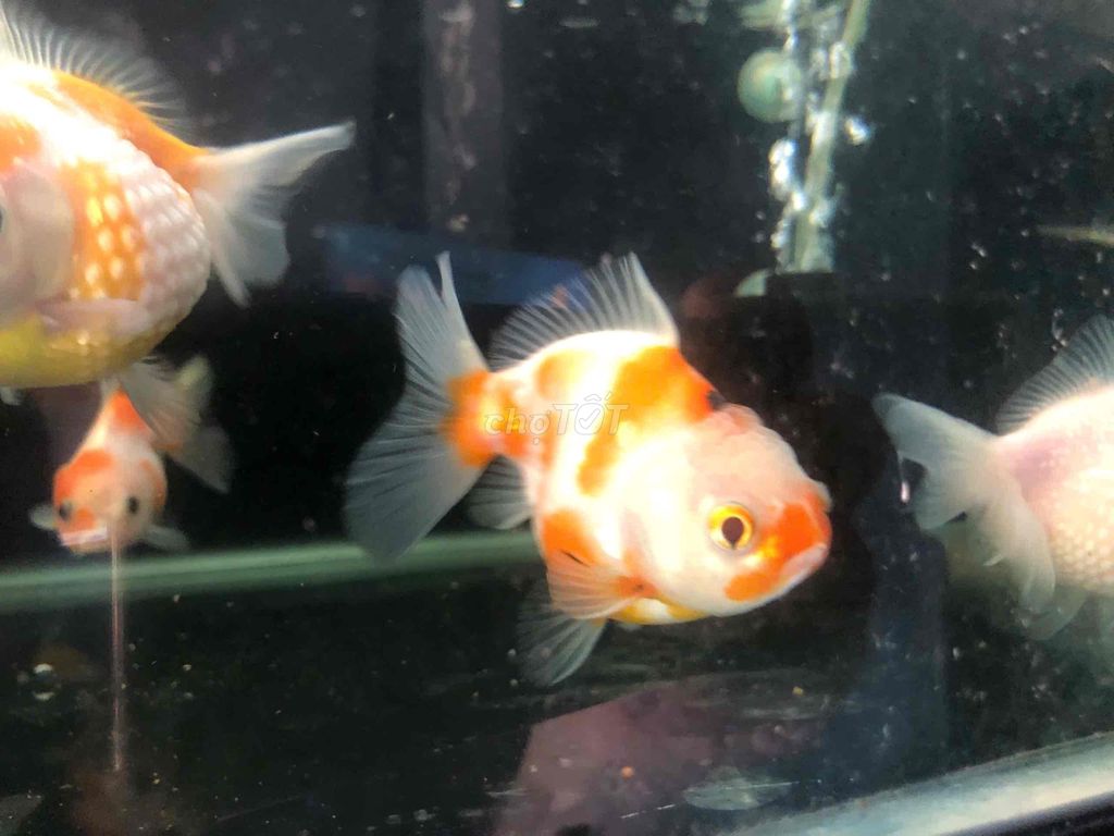 Cá Oranda và Ping Pong size 2.5-3 ngón 150k-1 con