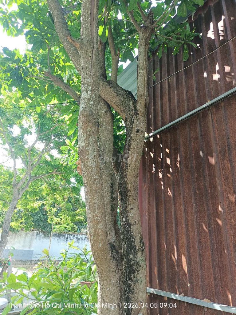 Cây cảnh Lộc vừng khỏe. Mua bán Cây cảnh, đồ trang trí tại Thành phố Bà Rịa Bà Rịa - Vũng Tàu được đăng bởi Khuong hình 1