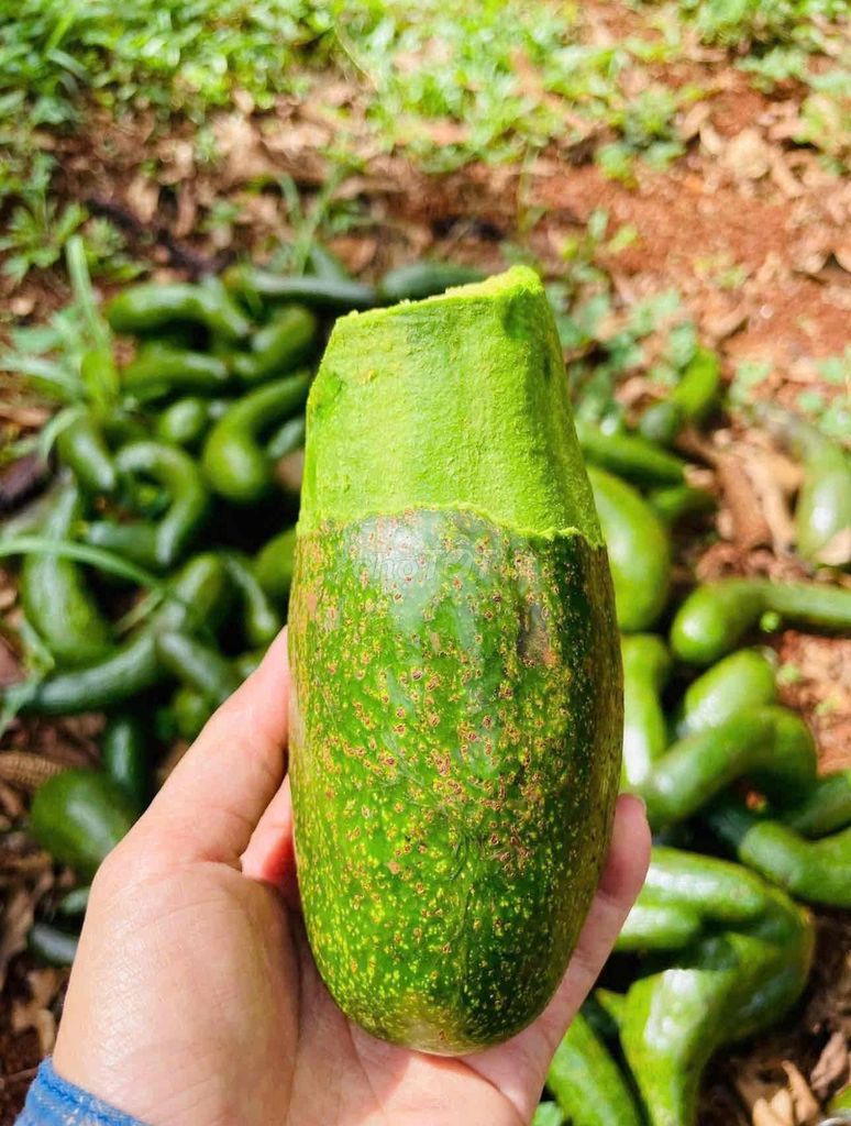 Bơ 034 Lâm Đồng hái từ vườn. Mua bán Đồ ăn, thực phẩm và các loại khác tại Quận Cẩm Lệ Đà Nẵng được đăng bởi Thảo hình 1