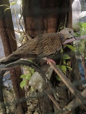 Malai chim mái mua 2 con về cản mà chet trong. Mua bán Chim tại Thành phố Thuận An Bình Dương được đăng bởi A Gà