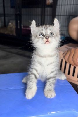 HCM VTàu bán mèo tai xoắn cái giá rẻ. Mua bán Mèo tại Quận 5 Tp Hồ Chí Minh được đăng bởi Miss An