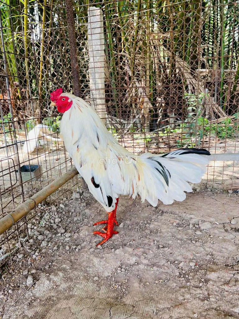 Gà Trắng 2.9kg. Mua bán Gà tại Quận Bình Tân Tp Hồ Chí Minh được đăng bởi Lê Duy Linh hình 1