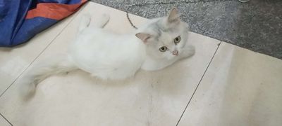 Phối giống Mèo Anh Lông dài đực Trắng 3 năm