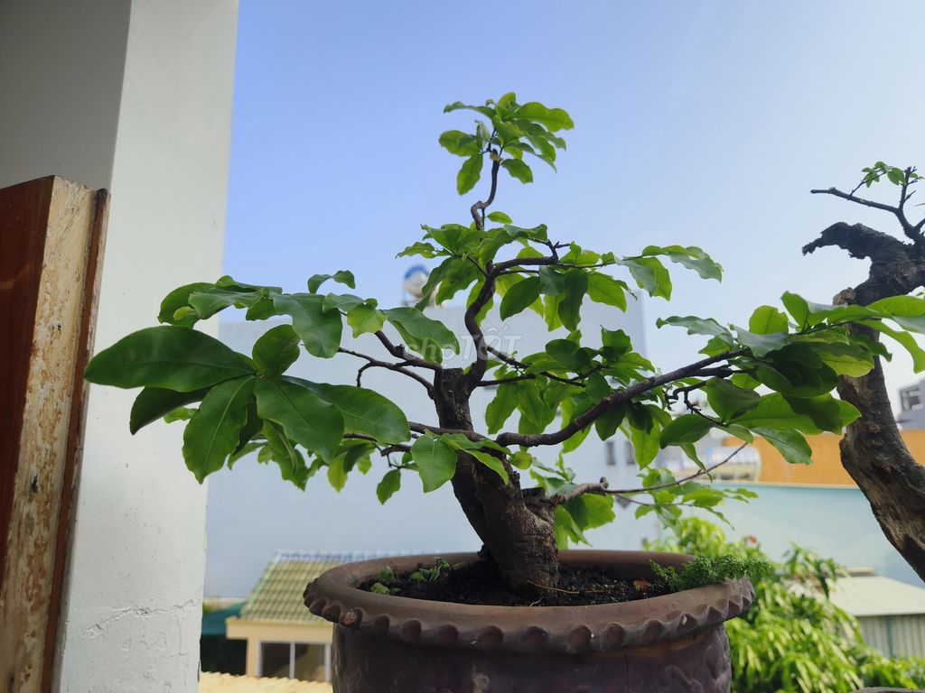 Cây cảnh Bonsai. Mua bán Cây cảnh, đồ trang trí tại Quận Gò Vấp Tp Hồ Chí Minh được đăng bởi Khiêm hình 1