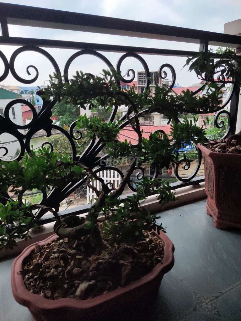 Cây cảnh Linh Sam Dáng quái. Mua bán Cây cảnh, đồ trang trí tại Huyện Quốc Oai Hà Nội được đăng bởi Hieu Hoang hình 1