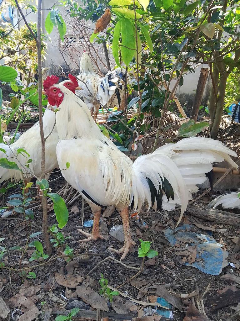 Gà Trắng 2.45 kg. Mua bán Gà tại Huyện U Minh Cà Mau được đăng bởi ut  hình 1