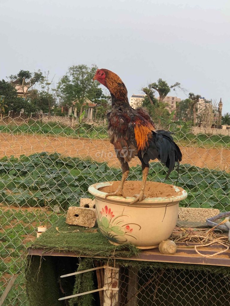 Gà chọi trạng nhỏ. Mua bán Gà tại Huyện Quỳnh Lưu Nghệ An được đăng bởi thang hình 1