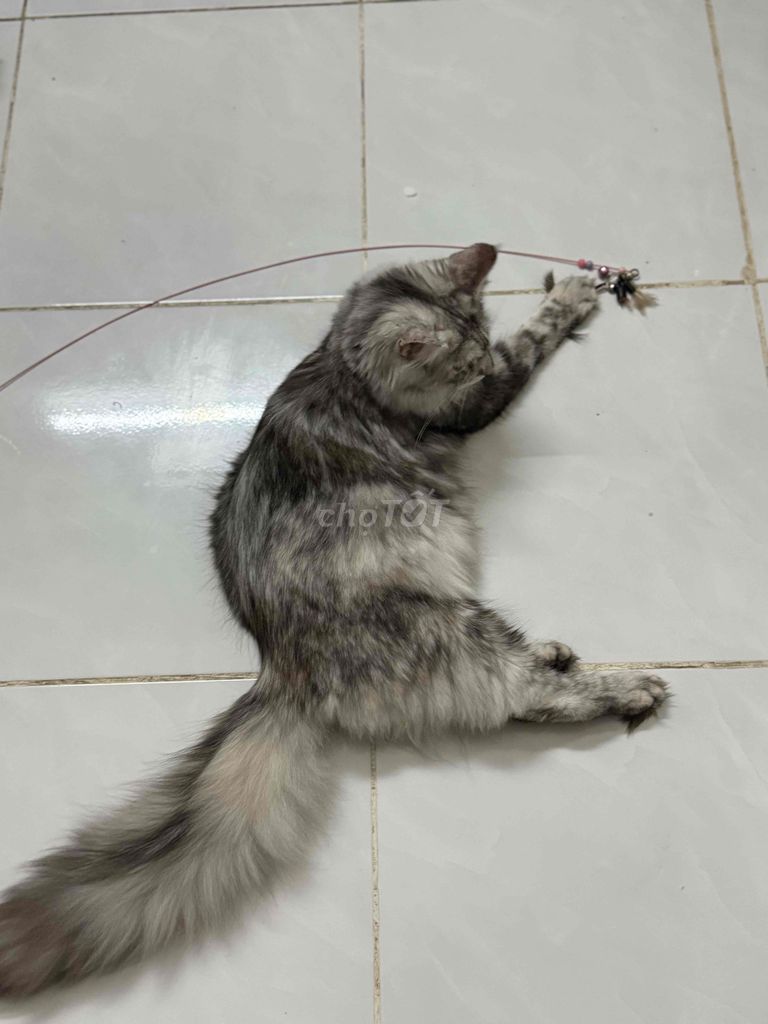 Mèo Maine Coon Cái Xám 6 tháng tuổi. Mua bán Mèo tại Thành phố Thủ Đức Tp Hồ Chí Minh được đăng bởi Miu Miu hình 1