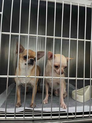 Bán Cặp Chihuahua giá rẻ. Mua bán Chó tại Thị xã Bình Minh Vĩnh Long được đăng bởi THIÊN PET 