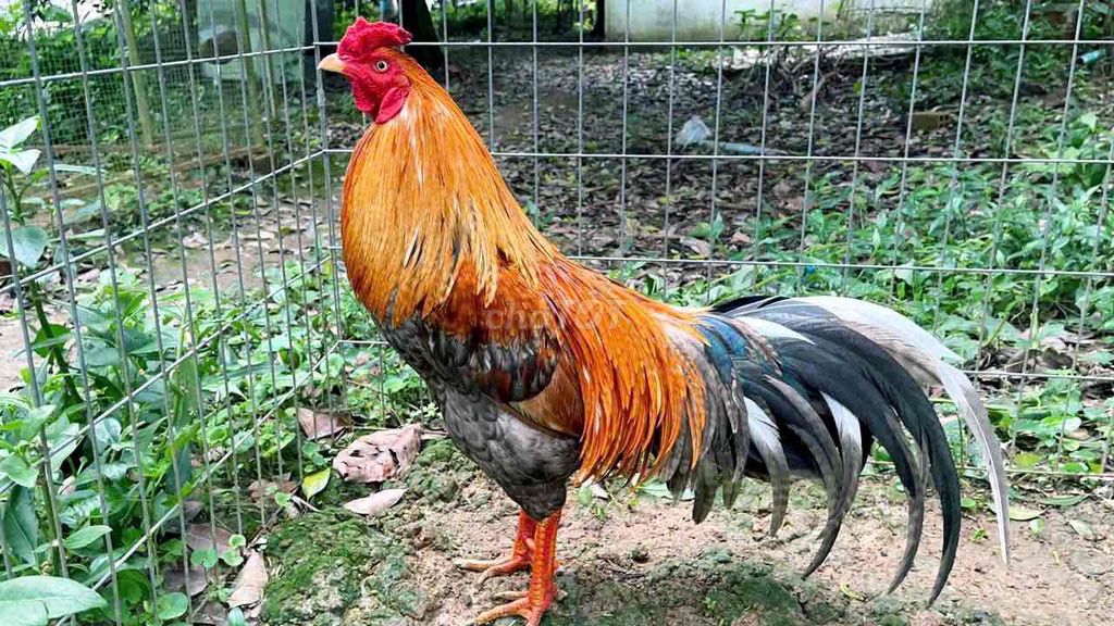 GÀ CÚ 2K8G CHÂN XANH. Mua bán Gà tại Thị xã Bình Minh Vĩnh Long được đăng bởi Gà Danh hình 1