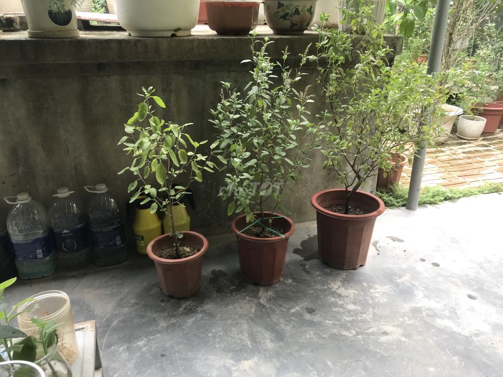 Hương Nhu Tím. Mua bán Cây cảnh, đồ trang trí tại Quận Bắc Từ Liêm Hà Nội được đăng bởi Chào lão hạc hình 1