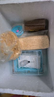 lồng chuột hamter