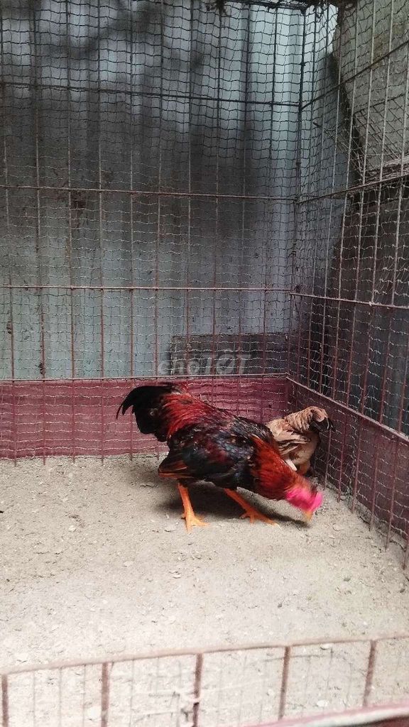 Đôi gà tre bắc cộc tít làm cảnh, sinh sản . Mua bán Gà tại Huyện Đông Anh Hà Nội được đăng bởi Trại Gà Tre Gà Chọi Hà Nội hình 1