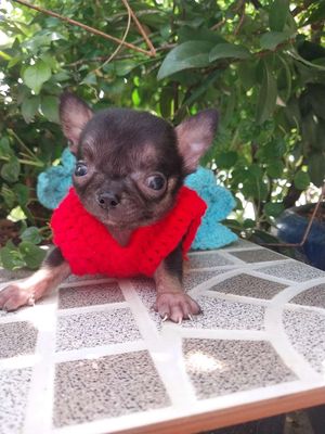 CHÓ Chihuahua đen vàng mini. Mua bán Chó tại Quận 8 Tp Hồ Chí Minh được đăng bởi ZoZo House Chihuahua