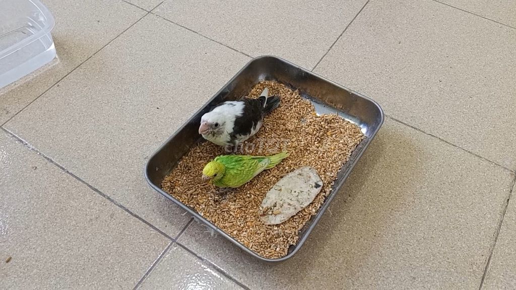 Vẹt mào Cockatiel & Yến Phụng. An Sương. Mua bán Chim tại Quận 12 Tp Hồ Chí Minh được đăng bởi VetViet hình 3
