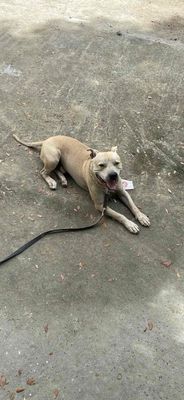 cần bán pitbull .. Mua bán Chó tại Quận Ngũ Hành Sơn Đà Nẵng được đăng bởi lê đỗ chí thanh