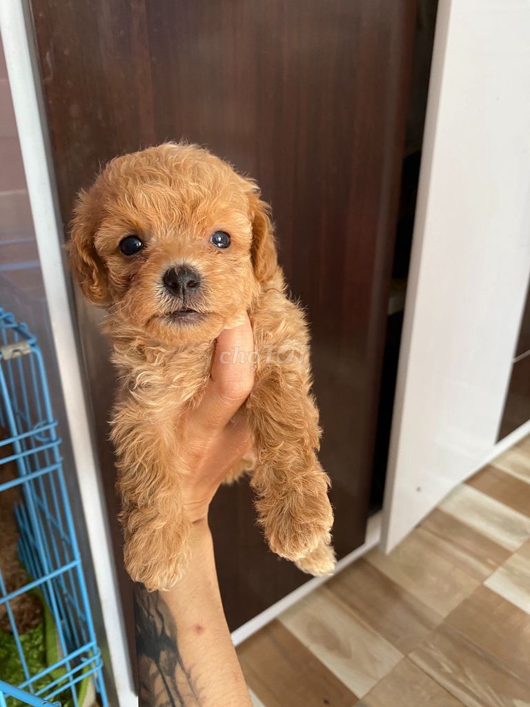 0702222156 - poodle Tiny vàng mơ 40 ngày tuổi có giao bầy