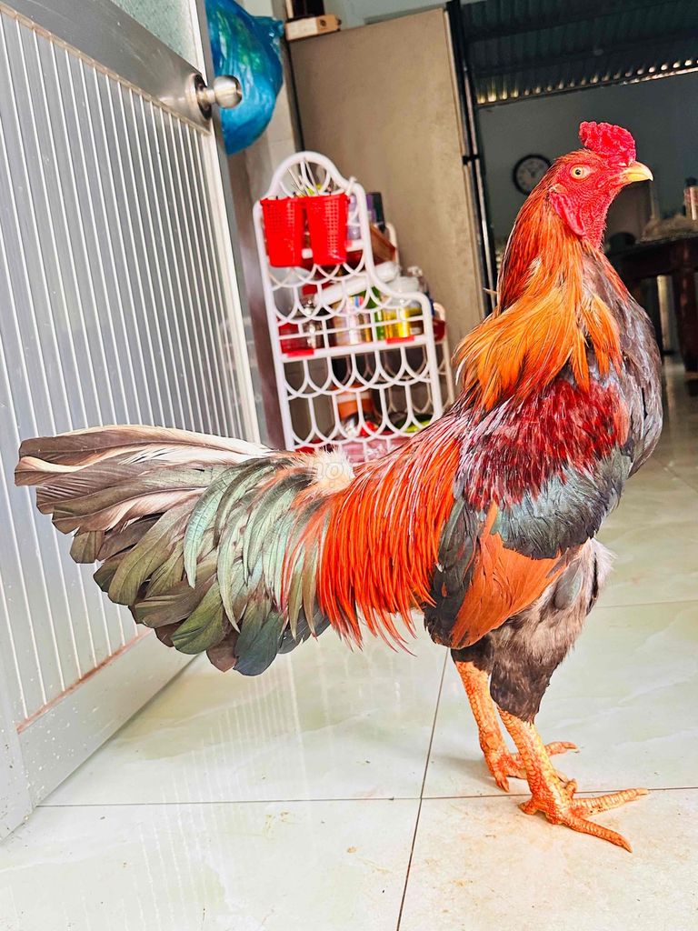Đều đuôi lau 3ki tay tốt có ship xa. Mua bán Gà tại Huyện Cai Lậy Tiền Giang được đăng bởi gà đá Tiền Giang hình 1