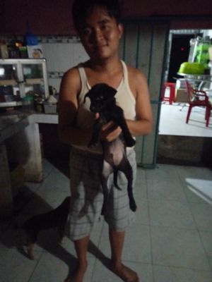 2 chó Phú Quốc đen và nâu 2 tháng rưỡi