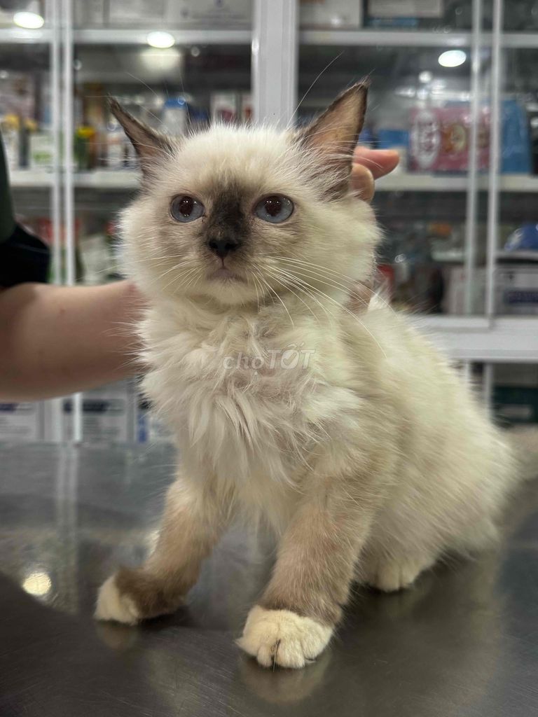 Mèo Ragdoll Đực Trắng tai đen 3-5 tháng. Mua bán Mèo tại Quận Tân Bình Tp Hồ Chí Minh được đăng bởi Trần Quỳnh Như hình 1