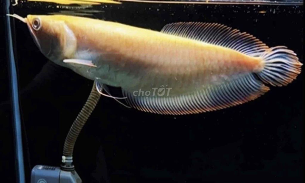 Thanh lý cá Ngân long Abino size 37cm. Mua bán Thú cưng khác tại Quận Tân Bình Tp Hồ Chí Minh được đăng bởi Duy Fish hình 1