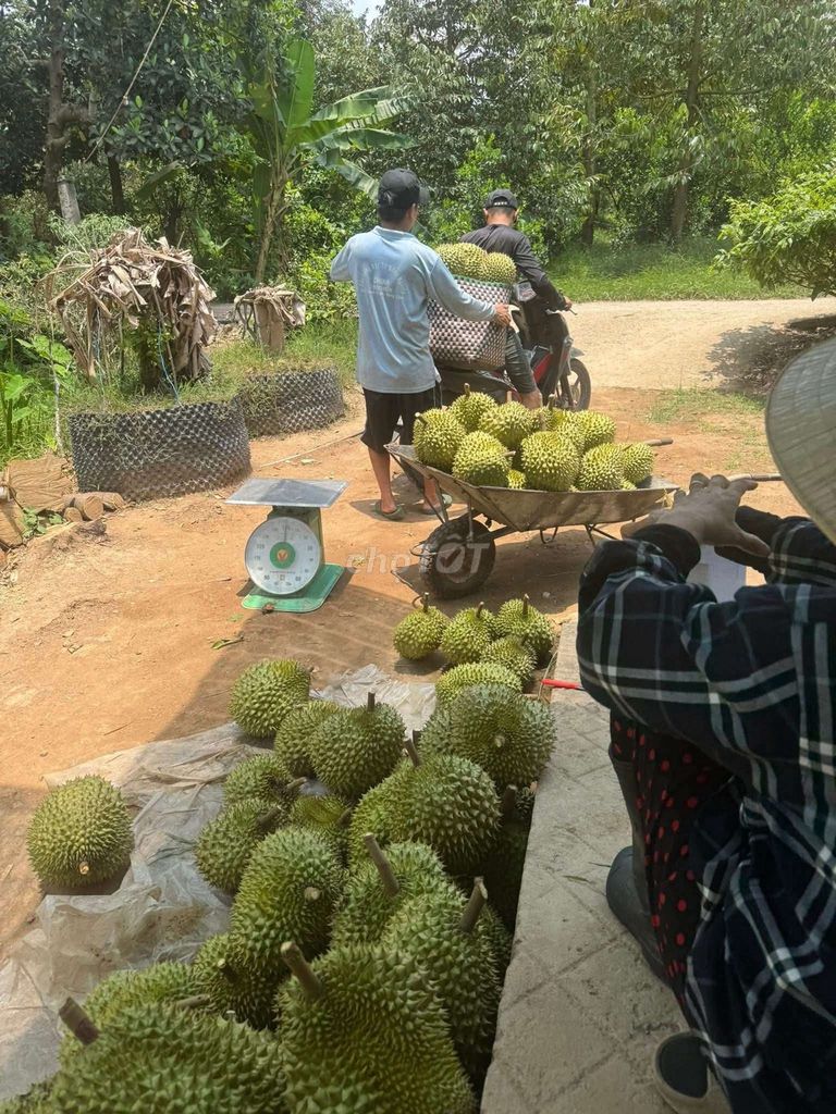 Sầu riêng Ri6 chín vườn nhà Bến Tre. Mua bán Đồ ăn, thực phẩm và các loại khác tại Huyện Bình Chánh Tp Hồ Chí Minh được đăng bởi Nhật Khoa hình 5