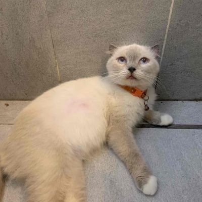 Mèo Xiêm cái đang mang bầu