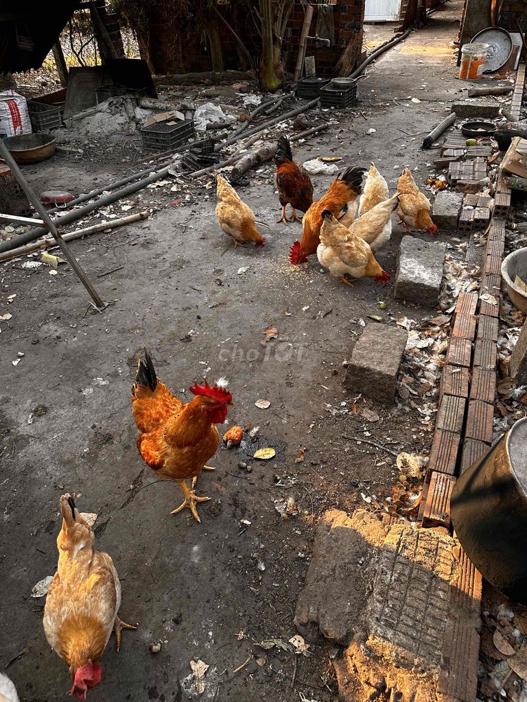 Gà ta Đồng Nai. Mua bán Gà tại Quận Tân Bình Tp Hồ Chí Minh được đăng bởi Minh hình 1
