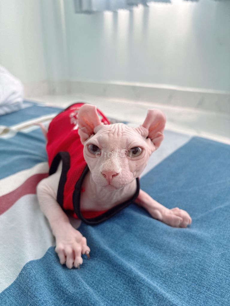 Bán mèo sphynx 2 màu mắt và tặng kèm chuồng