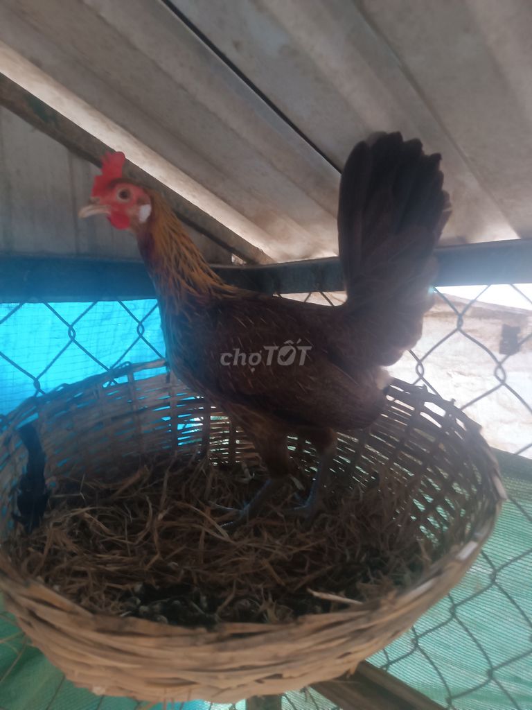 Gà Mái tre Mỹ Cái. Mua bán Gà tại Thành phố Đồng Xoài Bình Phước được đăng bởi Bách Hà Đức hình 1