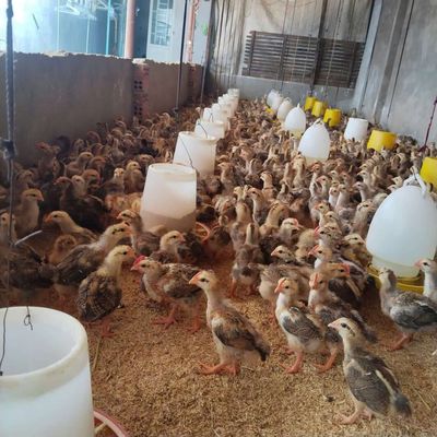 Gà lai nòi 3 lạng 1 con giá 35k con. Mua bán Gà tại Thành phố Buôn Ma Thuột Đắk Lắk được đăng bởi bùi văn long