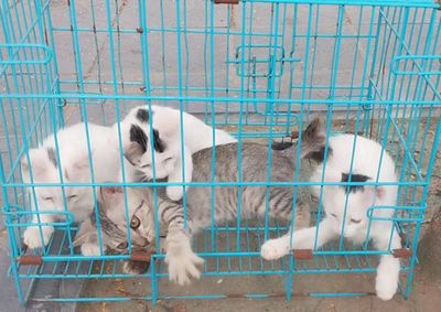Mèo Lông ngắn BÒ SỮA 2tháng tuổi