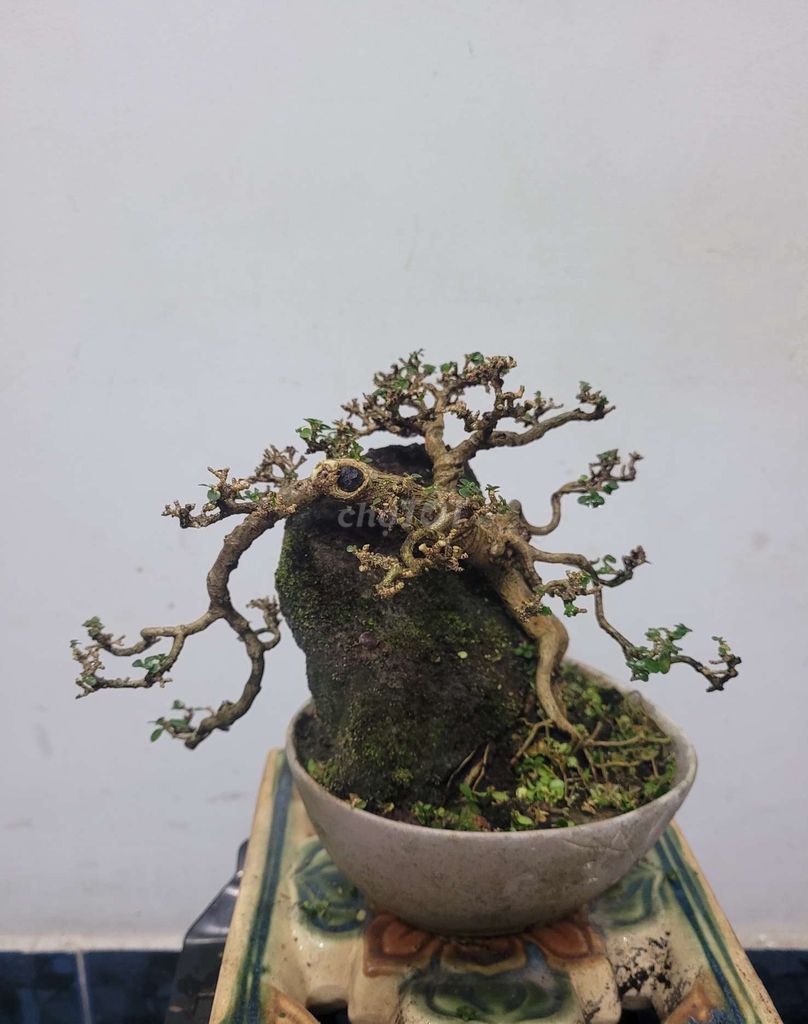 Bonsai Hương Sam