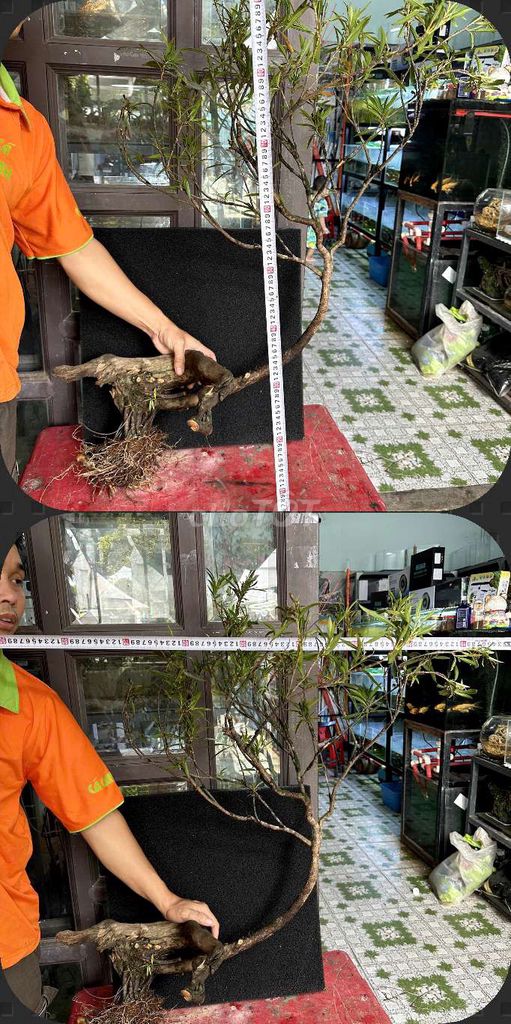 Cây cảnh mị nương. Mua bán Cây cảnh, đồ trang trí tại Quận Liên Chiểu Đà Nẵng được đăng bởi Trương Ngân Hà hình 1
