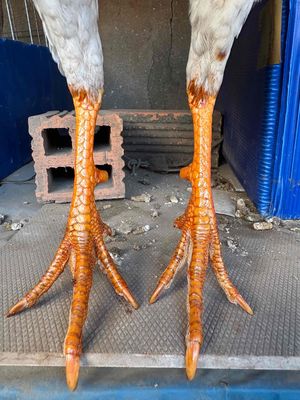 Gà  Xám 1.25kg 6.5 tháng