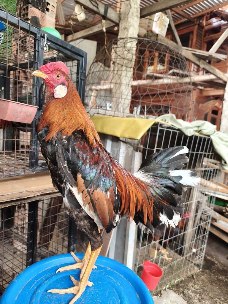 điều bôg siu mỹ trang 1k3 tay 1cuc ăn 3x thua sĩu . Mua bán Gà tại Thành phố Thủ Dầu Một Bình Dương được đăng bởi Thanh Tiền hình 1