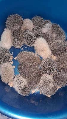 Sĩ lẻ giá gốc của trại. Mua bán Thú cưng khác tại Quận Bình Tân Tp Hồ Chí Minh được đăng bởi Lê cảnh 