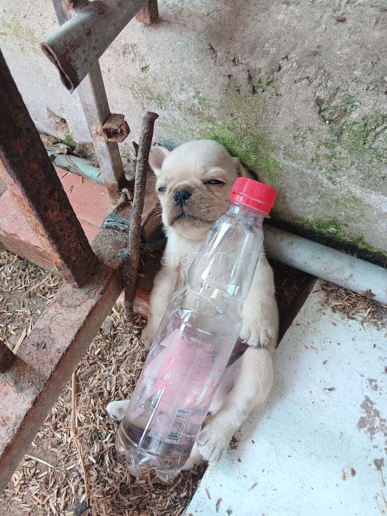 2e Pug xệ đực thuần chủng. Mua bán Chó tại Huyện Phụng Hiệp Hậu Giang được đăng bởi GÀ LAI HẬU GIANG hình 3