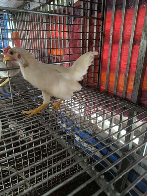 Cần bán e tre bắc coc. Mua bán Gà tại Quận 8 Tp Hồ Chí Minh được đăng bởi  Duy Khang nguyen