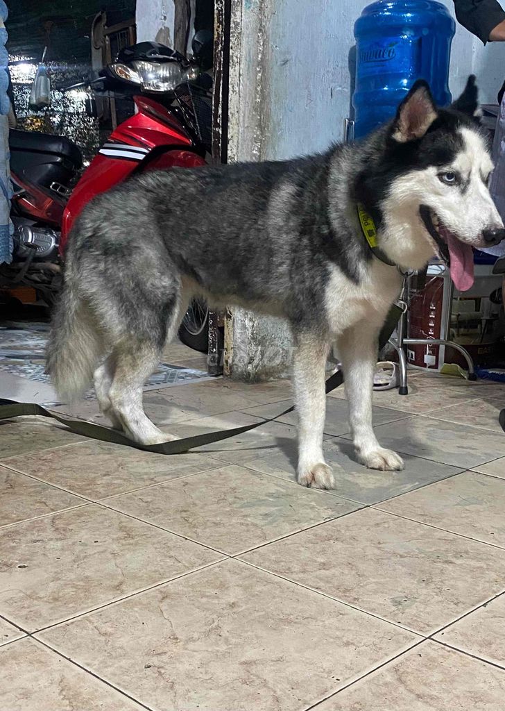 Chó Husky Cái Tơ. Mua bán Chó tại Huyện Hóc Môn Tp Hồ Chí Minh được đăng bởi Bé Nhi hình 1