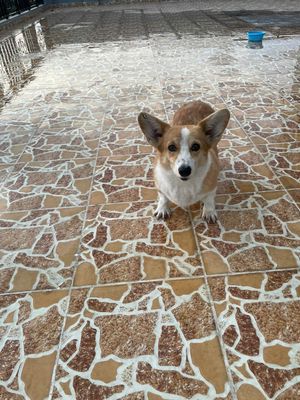 Cần bán cặp corgi trưởng thành