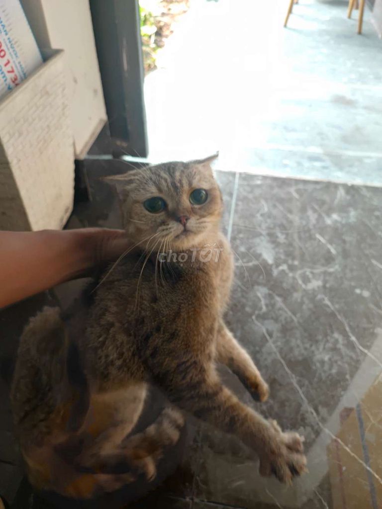 Mèo Lông ngắn Golden cái 1 tuổi đã tiêm. Mua bán Mèo tại Quận Tân Bình Tp Hồ Chí Minh được đăng bởi NGUYEN VIET TUONG hình 1