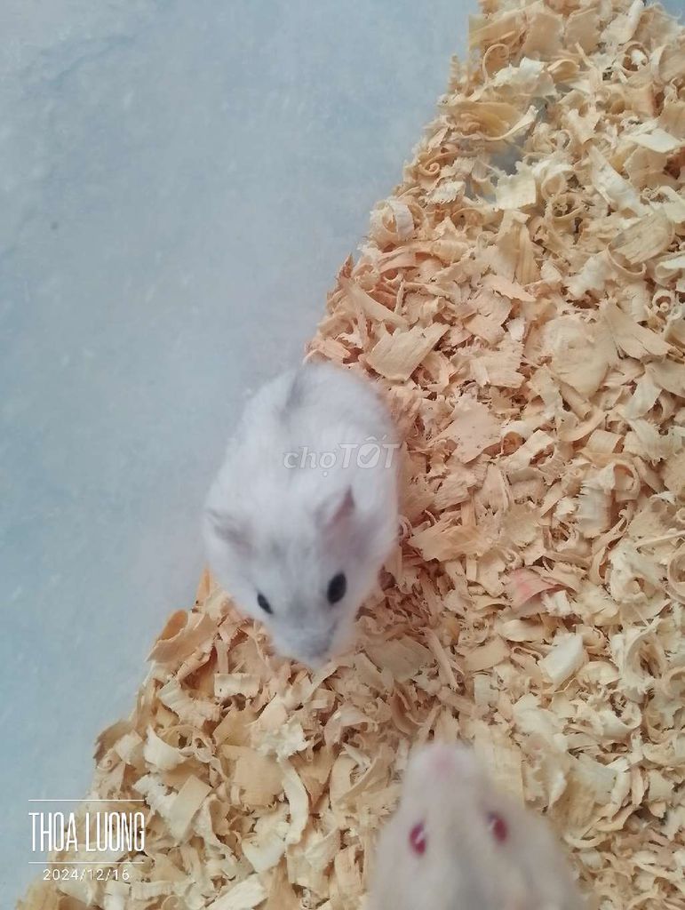 Hamster baby ww đủ màu