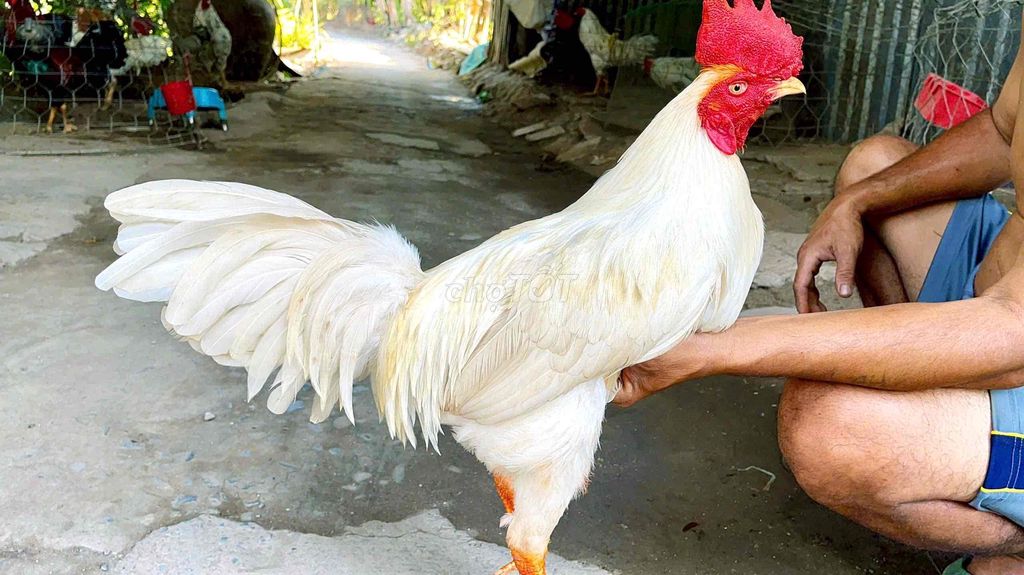 GÀ ÚA 3k2G CHƠI LIỀN NHÉ. Mua bán Gà tại Thị xã Bình Minh Vĩnh Long được đăng bởi Gà Danh hình 1