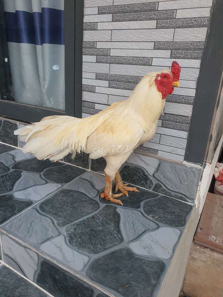Gà Thái mái màu Trắng. Mua bán Gà tại Thị xã Tân Châu An Giang được đăng bởi abdol hamied hình 1