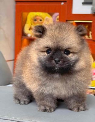 Chó Phốc Sóc Xám Cam đã tiêm