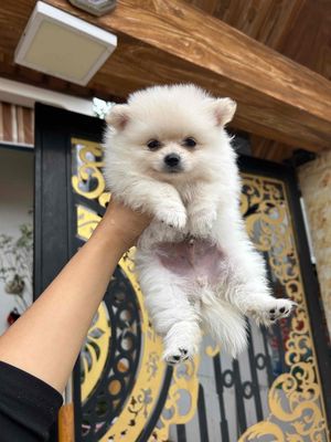 phốc sóc mini. Mua bán Chó tại Thị xã Duy Tiên Hà Nam được đăng bởi Cô Cô